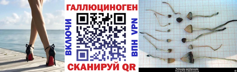 Купить где  Моршанск  Псилоцибиновые грибы мицелий 